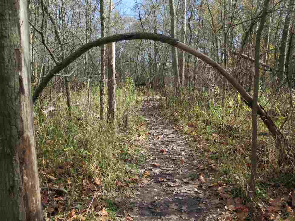 Tree bent as an arch n the Ravines Natural Area